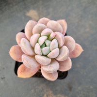 GLGhybrid - Echeveria 'Beauty's silhouette' 丽影