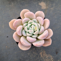 GLGhybrid - Echeveria 'Beauty's silhouette' 丽影