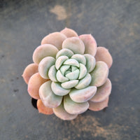 GLGhybrid - Echeveria 'Beauty's silhouette' 丽影