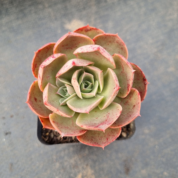 Echeveria Relena 莉莉娜