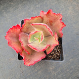 Echeveria No ID 不知名包菜