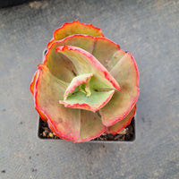 Echeveria No ID 不知名包菜