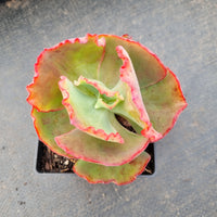 Echeveria No ID 不知名包菜