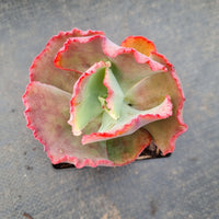 Echeveria No ID 不知名包菜