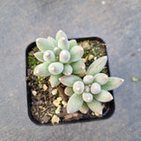 Pachyphytum oviferum 'Kyobijin' 京美人