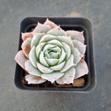 Echeveria Simulans Ascension 蓝丝绒