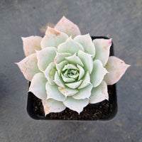 Echeveria Simulans Ascension 蓝丝绒