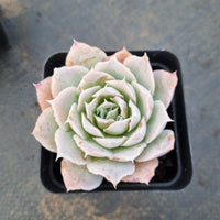 Echeveria Simulans Ascension 蓝丝绒