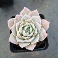 Echeveria Simulans Ascension 蓝丝绒