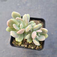 Echeveria Cinderella 灰姑娘