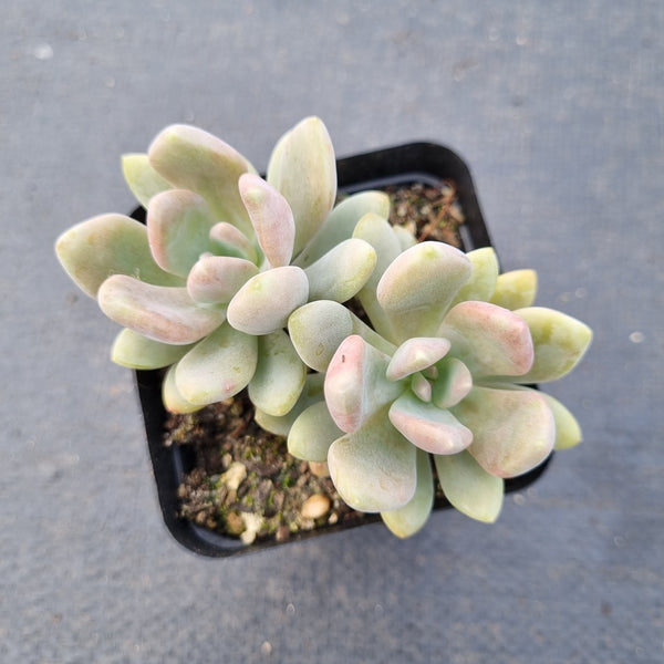 Echeveria Cinderella 灰姑娘