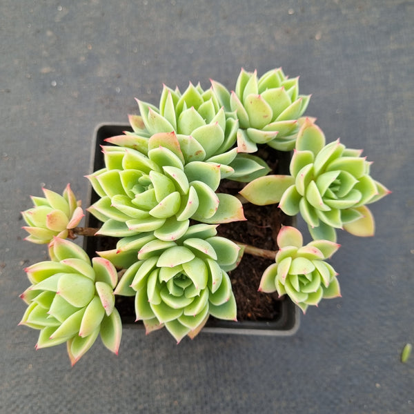 Echeveria Pansy 三色堇小群