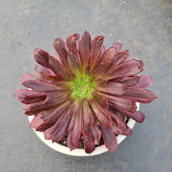 11cm pot Aeonium inferno