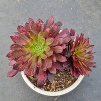 11cm pot Aeonium inferno