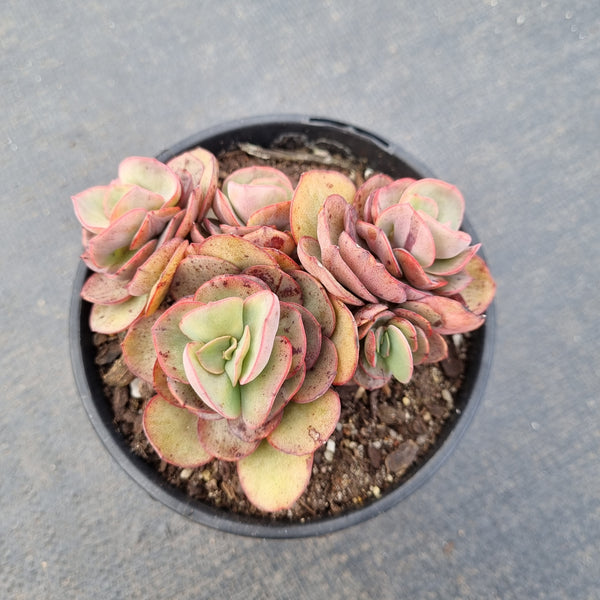 11cm pot Echeveria Sunyan 秀妍11cm盆