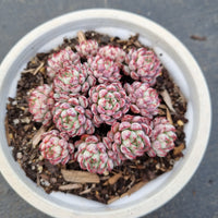 Echeveria sp. (ruotao) multi heads 若桃多头