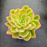 11cm pot Echeveria Golden Glow 金辉11cm盆