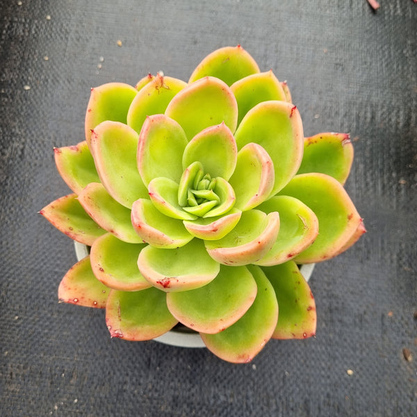 11cm pot Echeveria Golden Glow 金辉11cm盆