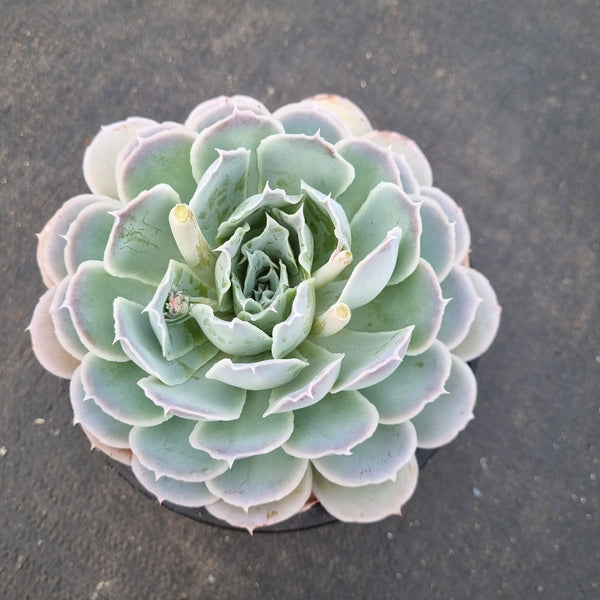 17cm Echeveria Simulans Ascension 蓝丝绒17cm盆