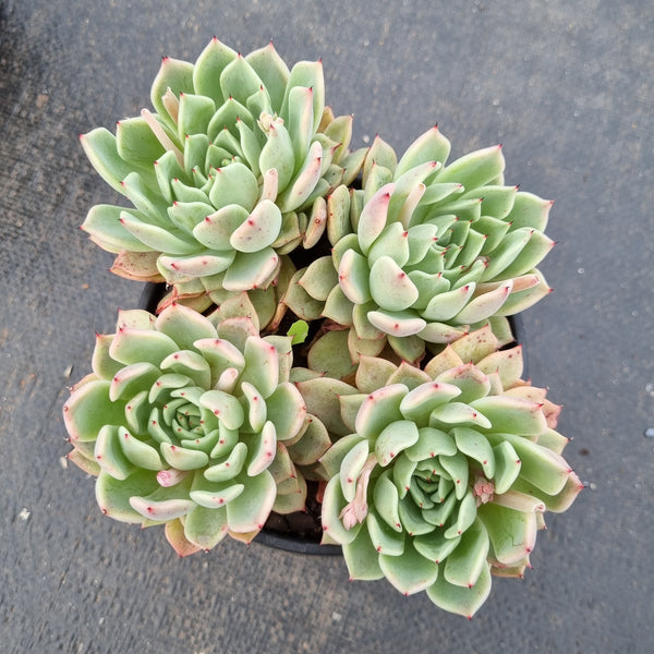 11cm pot Echeveria sp. (Alba Rose) 阿尔巴玫瑰群