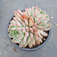 16cm pot Echeveria sp. (Delupu) 德鲁普16cm盆