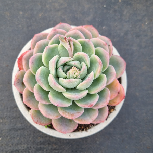 11cm pot Echeveria Selena 雪花11cm盆