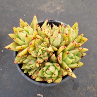 11cm pot Echeveria Agavoides Corderoyi 黄金玛丽亚11cm盆