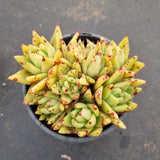 11cm pot Echeveria Agavoides Corderoyi 黄金玛丽亚11cm盆