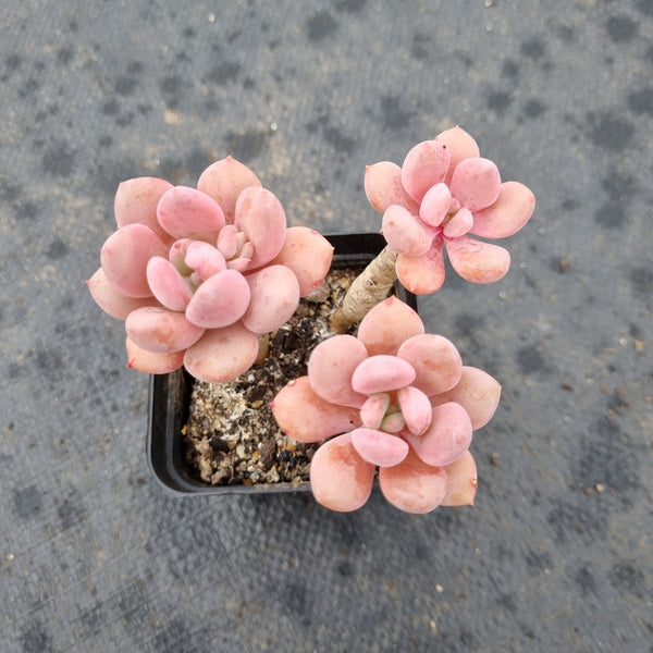 Echeveria Bailu 白露