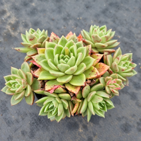 11cm pot Echeveria 'Gilva' 玉杯东云11cm盆