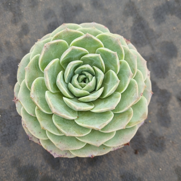 11cm pot Echeveria Sarang  爱神