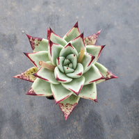 Echeveria agavoides Ebony 乌木