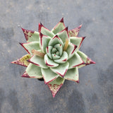 Echeveria agavoides Ebony 乌木