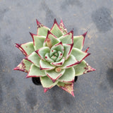 Echeveria agavoides Ebony 乌木