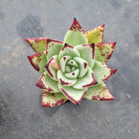 Echeveria agavoides Ebony 乌木