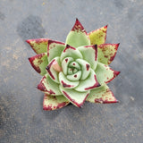 Echeveria agavoides Ebony 乌木