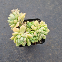 Sedum Clavatum R. T. Clausen 凝脂莲