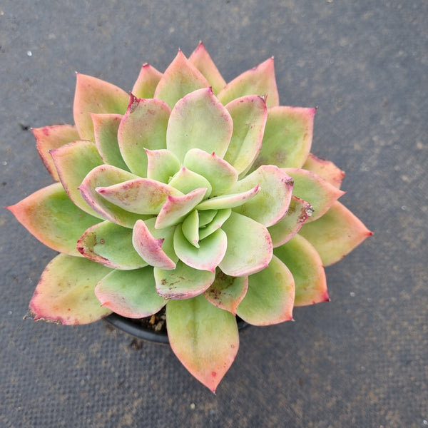 11cm pot Echeveria 'Luella' 罗艾娜11cm盆