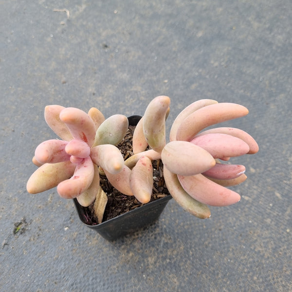 Pachysedum 'Ganzhou' 红手指