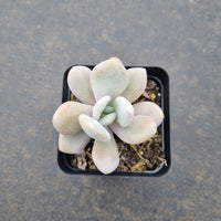 Graptoveria Snow Peach 雪桃