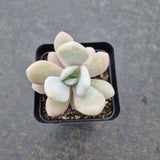 Graptoveria Snow Peach 雪桃