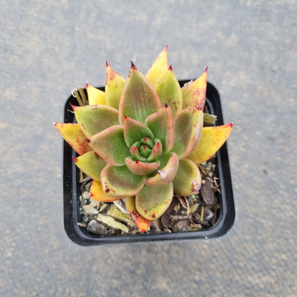 Echeveria agavoides 'Victor Reiter' 胜者骑兵