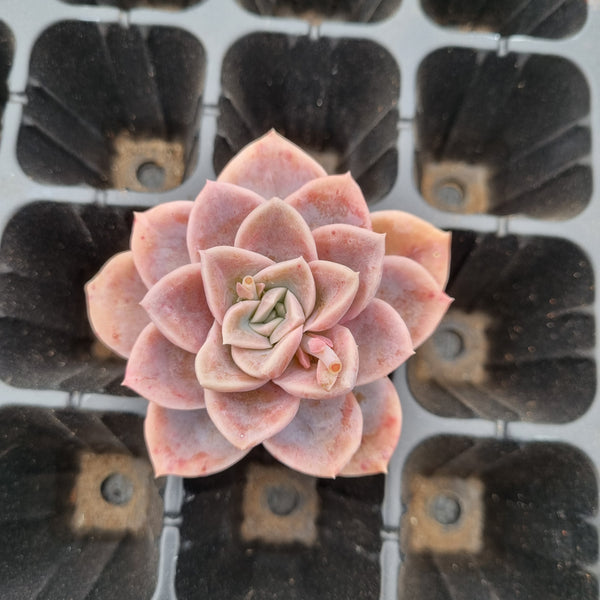 Graptoveria 'Harry Watson' cutting 哈利沃森砍枝