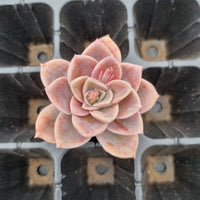 Graptoveria 'Harry Watson' cutting 哈利沃森砍枝