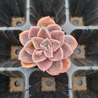 Graptoveria 'Harry Watson' cutting 哈利沃森砍枝