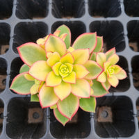 Aeonium Kiwi - 1 cutting 艳日辉砍枝1枚