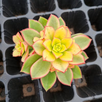 Aeonium Kiwi - 1 cutting 艳日辉砍枝1枚