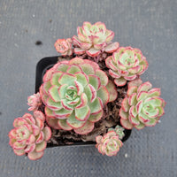 Echeveria sp. (Red Edge) 不知名红边