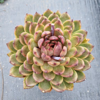 11cm pot Echeveria Nightfall