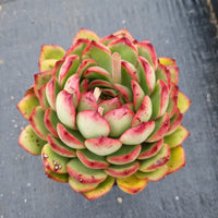 11cm pot Echeveria 'Puli-lindsayana' 宝丽安娜